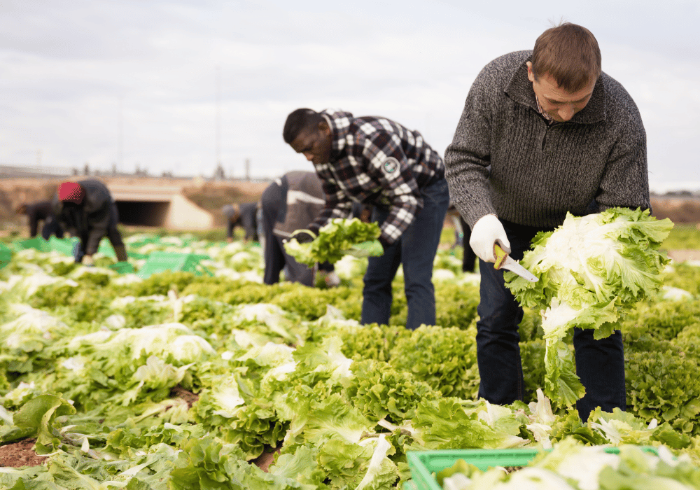 Operarios agrícolas y trabajadores de campo en labores de cultivo continuo.