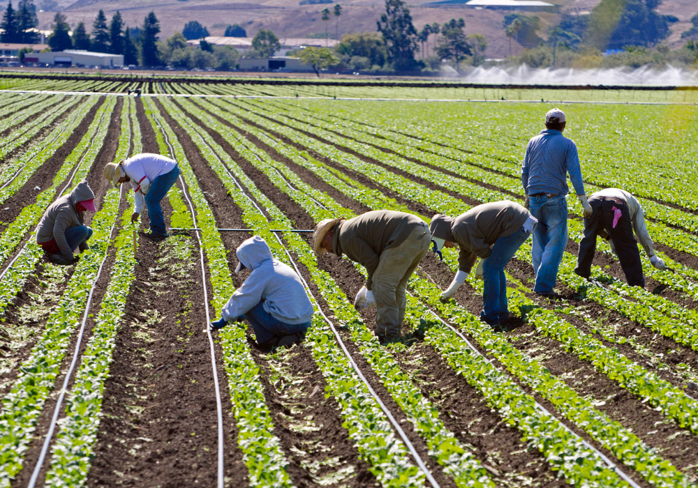 Trabajadores agrícolas estables en explotaciones agrícolas e invernaderos.